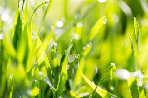 Dew drops on green grass stock image. Image of meadow - 102685749