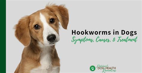 Eliminate Hookworms in Dogs | Symptoms and Treatment