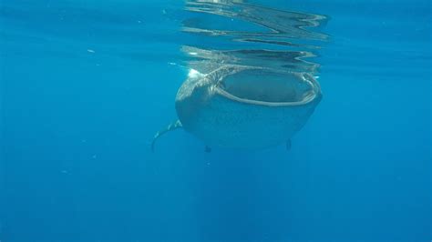 Cancun Whale Shark Tours - Holbox Cheap Tours