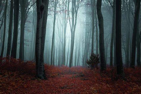 Dark foggy forest Photograph by Toma Bonciu - Fine Art America