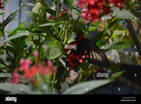 A butterfly on flowers in the Butterfly Garden in the Museum of Science in Boston, Massachusetts ...