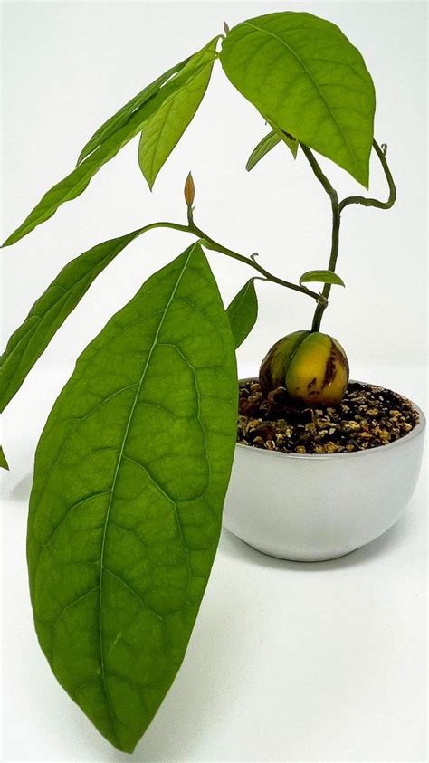 Avocado Bonsai | Avocado plant, Plants, Trellis plants