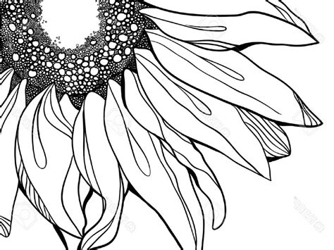 Sunflower Drawing Black And White at GetDrawings | Free download