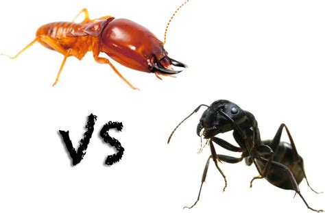 Ants vs Termites - Budget Brothers Termite & Pest Control