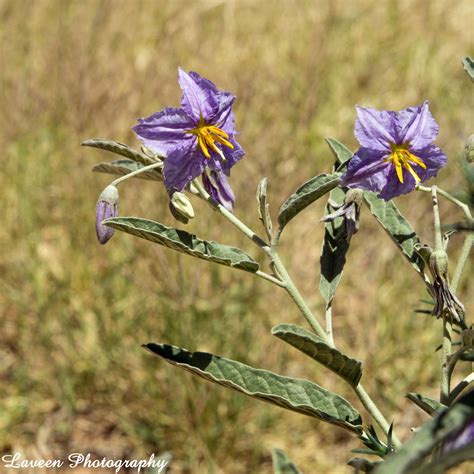 Silverleaf Nightshade (Solanum elaeagnifolium) | Desert cactus, Cactus ...