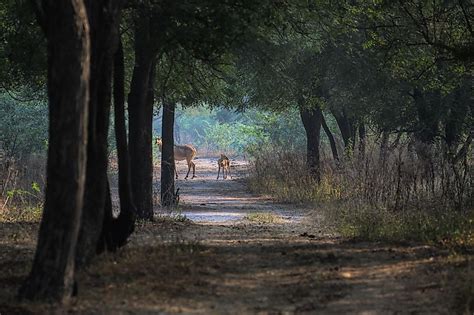 Sultanpur National Park, India - The Knowledge Library