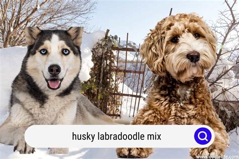 Labradoodle Husky Mix Guide [Rare] - Oodle Life