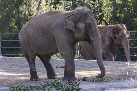 45-year-old Asian elephant Devi is euthanized at San Diego Zoo - Los Angeles Times