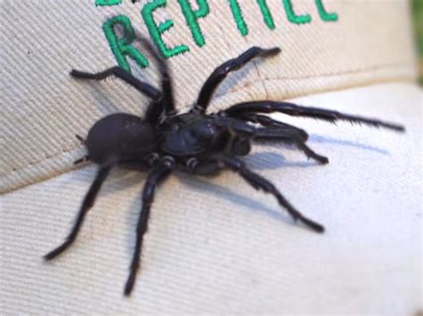 Monstrous funnel-web spider ‘Herculese’ breaks record in Australia