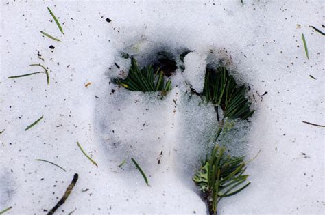 Tracking Elk in the Snow – John Carr Outdoors