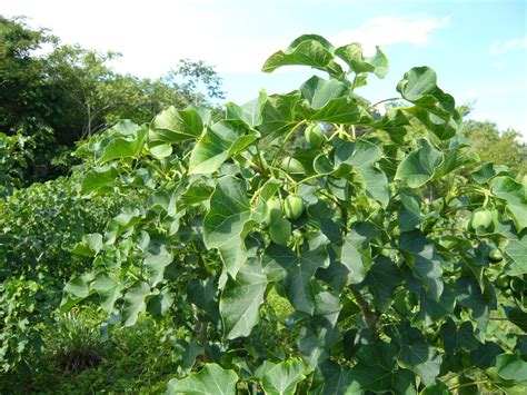 Jatropha Curcas Tree, Bio Diesel Fuel Source, Physic Nut 50 Seeds