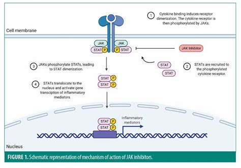 Review on Novel Oral Therapies for Psoriasis | JCAD | The Journal of Clinical and Aesthetic ...