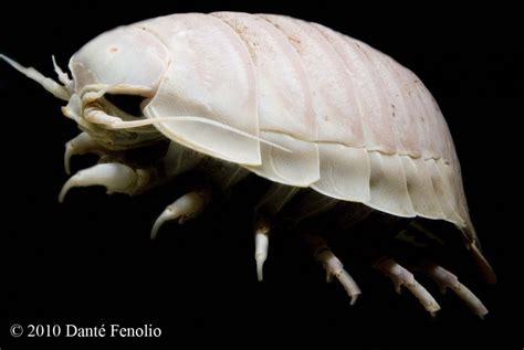 Now That’s An Isopod (Bathynomus giganteus) | Anotheca