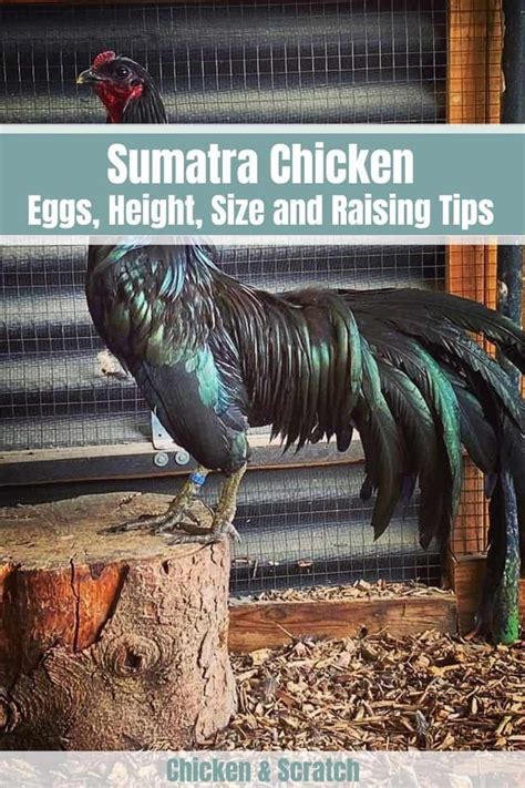 Sumatra Chicken: Eggs, Height, Size and Raising Tips in 2023 | Sumatra ...