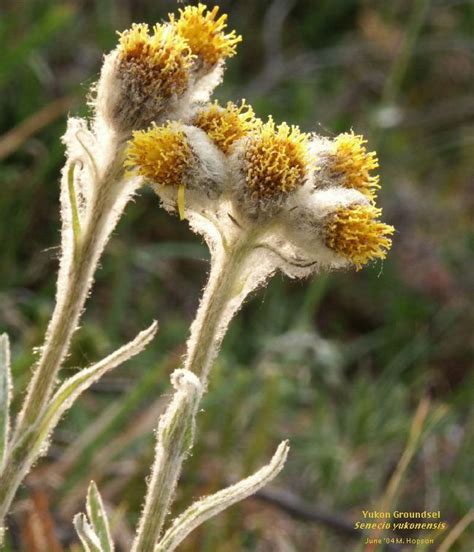 Alaskan Wildflowers