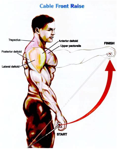 cable front raise workout | Cable workout, Front raises, Workout