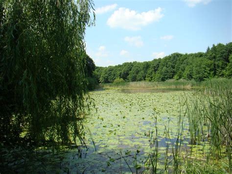 LACUL CU NUFERI, din poeziile lui Eminescu | LaTAIFAS