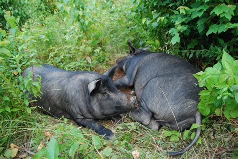 Climbing Tree Farm: Mulefoot Hogs