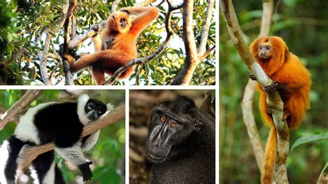 Most Primate Species Threatened With Extinction, Scientists Find - The New York Times