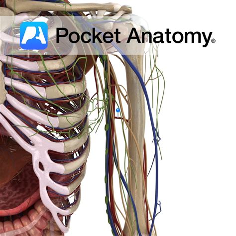 Profunda brachii (deep brachial) artery - Pocket Anatomy