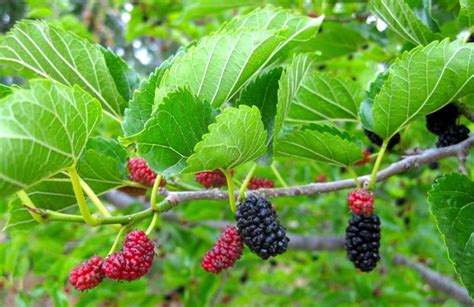 Red Mulberry (Morus rubra) - Great Plains Nursery