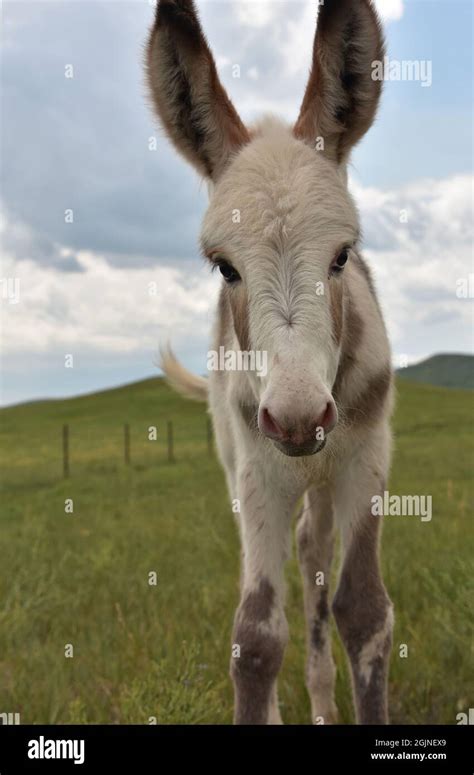 Precious baby donkey with white and gray spots looking adorable Stock Photo - Alamy