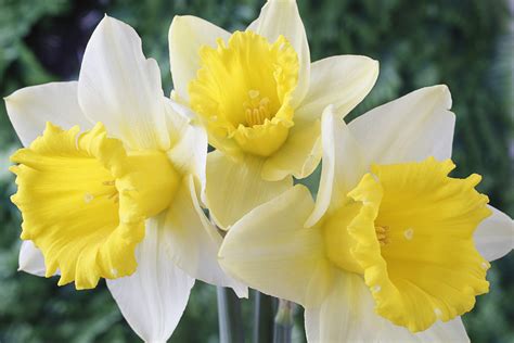 15 Great Types of Daffodils