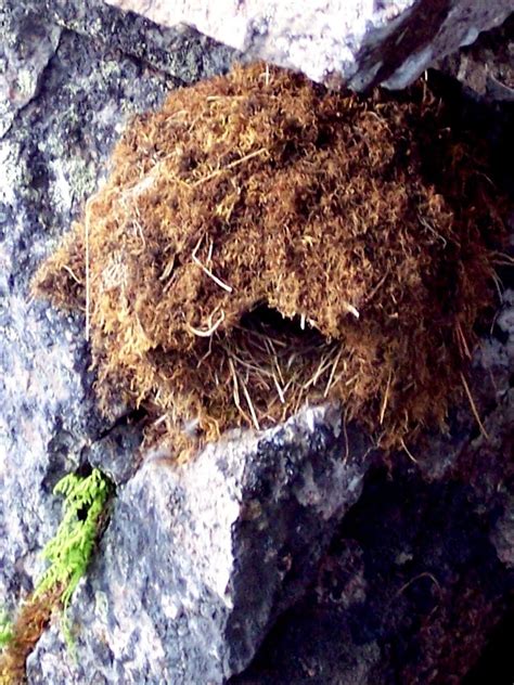 Nature. Observation. Discovery. Community.: American Dipper Nest