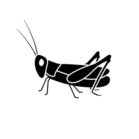 Cricket Insect Clipart Pictures