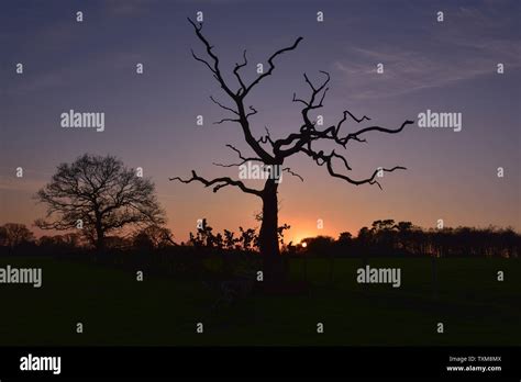 Dead oak tree silhouette sunset hi-res stock photography and images - Alamy