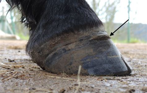 Hoof Abscesses | Vikki Fear DEP MEPA(UK)