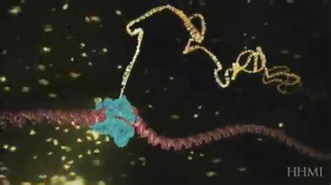 DNA transcription (advanced detail) | Dna transcription, Dna, Transcription