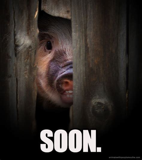 Soon meme piggy | SOON | Know Your Meme