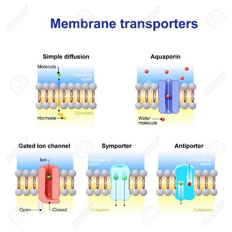 Mécanismes pour le transport des ions et des molécules à travers les membranes cellulaires ...