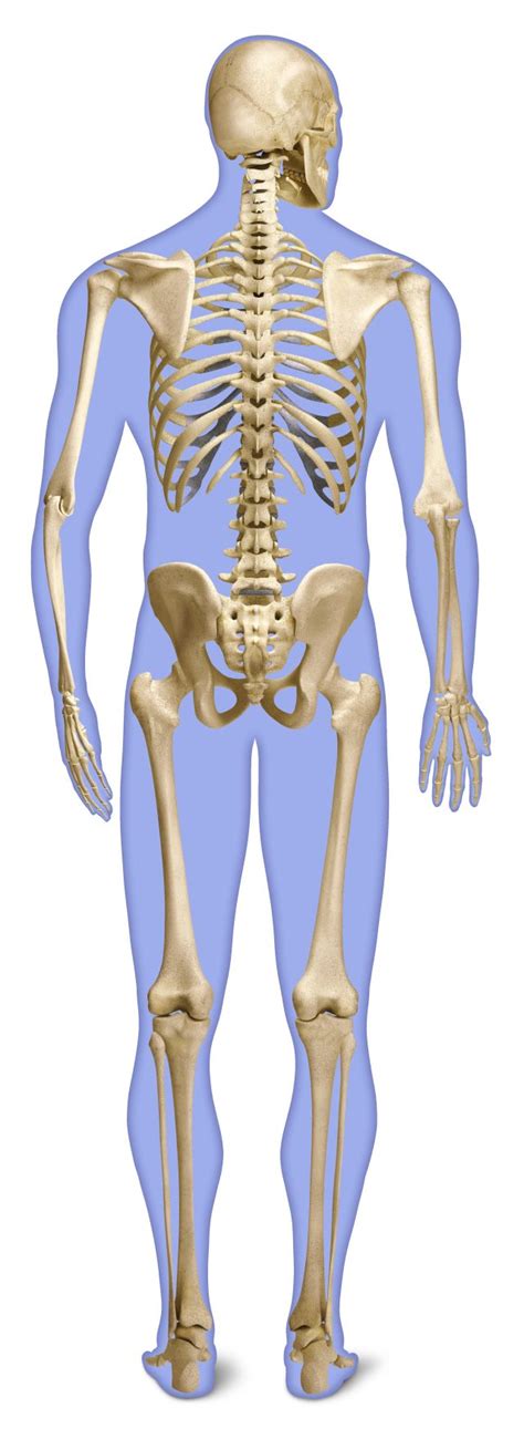 Human Skeleton Diagram Side View ~ Skeletal Unlabeled Sciencegeek ...