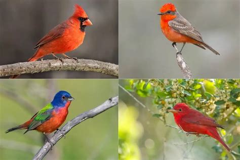 13 Types of Red Birds (with Photos) - Bird Feeder Hub