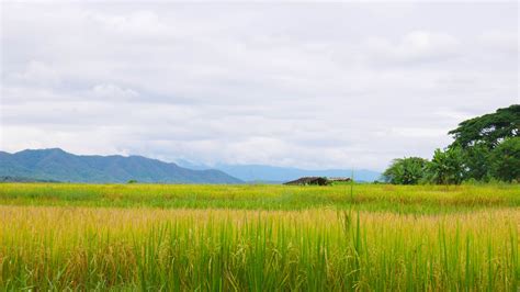 Rice Field Background Stock Photos, Images and Backgrounds for Free ...