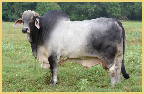 Brahman Cattle – Butler Farms – Home of Great Brahman and Cebu Cattle