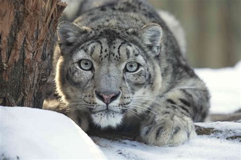 8 Facts About the Elusive Snow Leopard