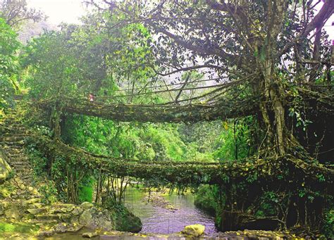 Living_Root_Bridge_in_Cherrapunjee,_Meghalaya – 7th Generation Design