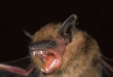 Chiroptera - bats | Wildlife Journal Junior