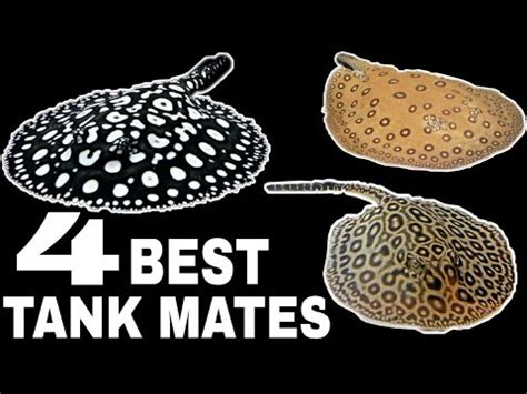 Stingray Fish Tank Mates | Best 4 Tank Mates For Stingray Fish - YouTube