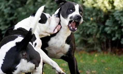 Técnicas para controlar una pelea de perros