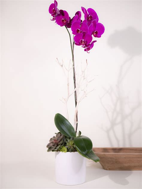 Purple Phalaenopsis Orchid Plant Delivery - French Florist