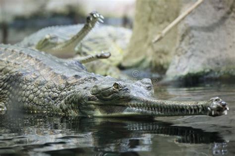 Gharial stock image. Image of gavialidae, gharial, fisheating - 26409807