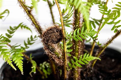 Australian Tree Fern: Plant Care & Growing Guide