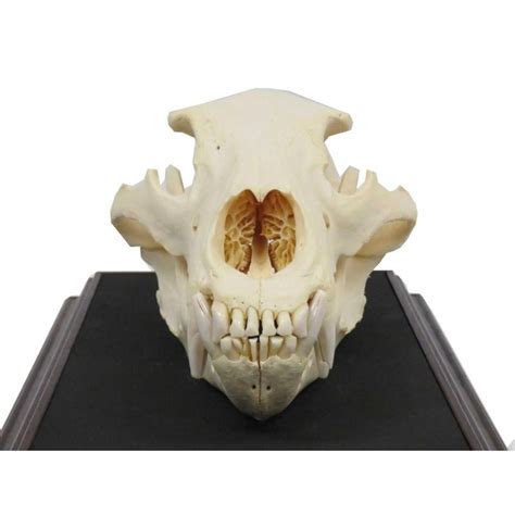 Large Bear Skull. Length 14" (with Display Case)