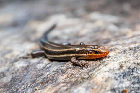 Common five-lined skink at The North Carolina Arboretum. Photo by David Tisch. | Wildlife nature ...