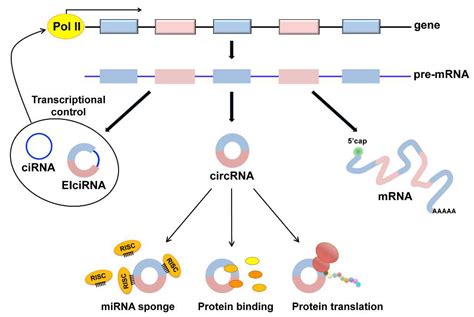 IJMS | Free Full-Text | Circular RNAs in Muscle Function and Disease