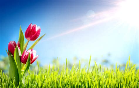 Wallpaper grass, the sun, flowers, spring, tulips images for desktop, section цветы - download